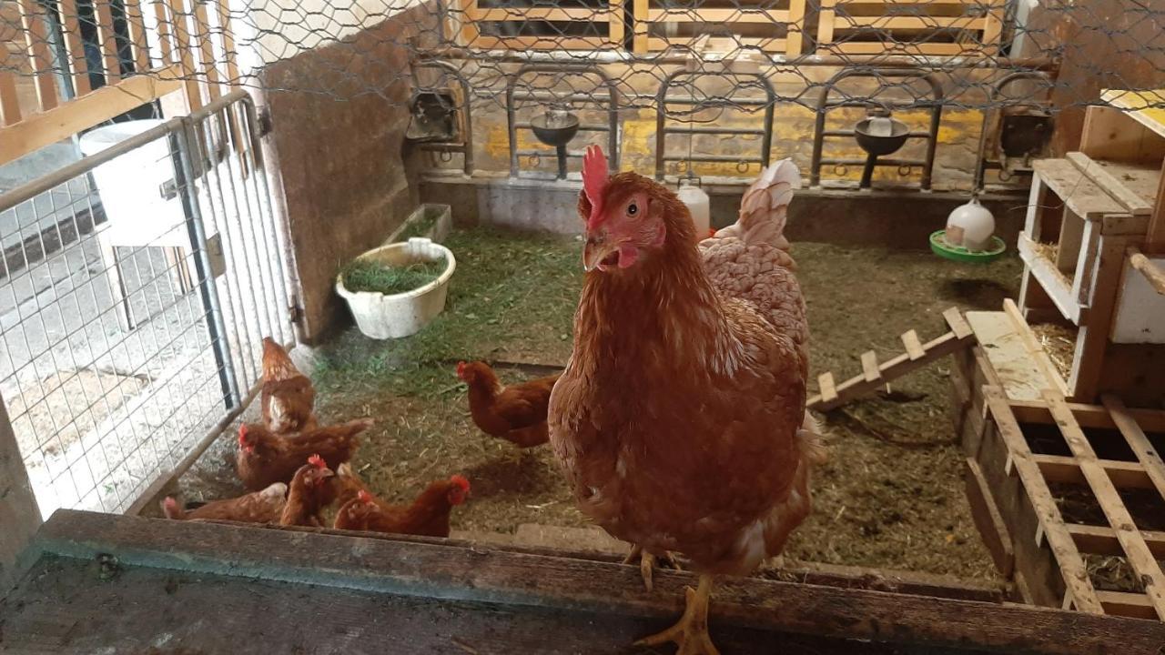 Pension Fuerhapter Mit Bio- Bauernhof Sankt Jakob in Defereggen Dış mekan fotoğraf